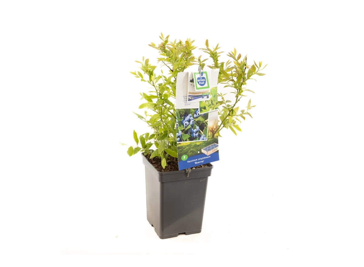Vaccinium corymbosum Bluecrop.jpg