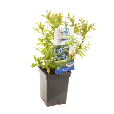 Vaccinium corymbosum Bluecrop.jpg