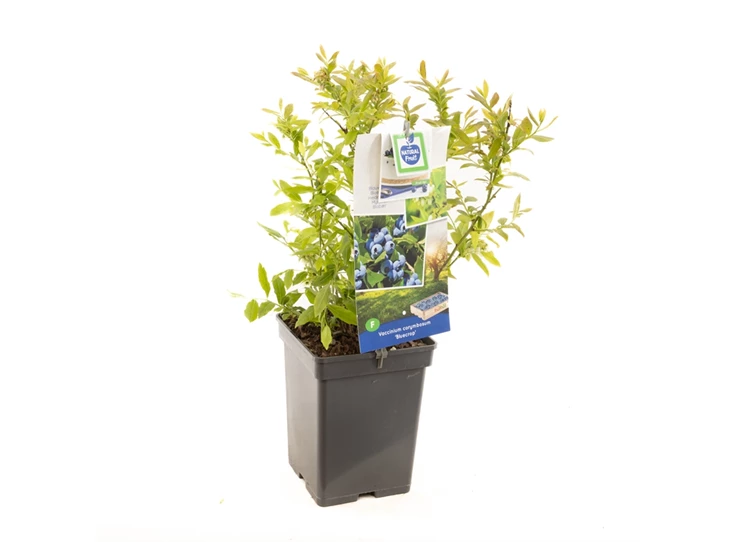 Vaccinium corymbosum Bluecrop.jpg