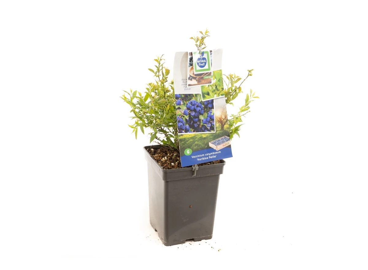 Vaccinium corymbosum Hortblue Petit.jpg