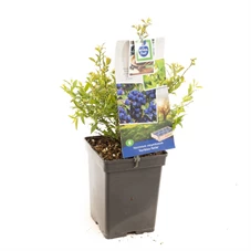 Vaccinium corymbosum Hortblue Petit.jpg