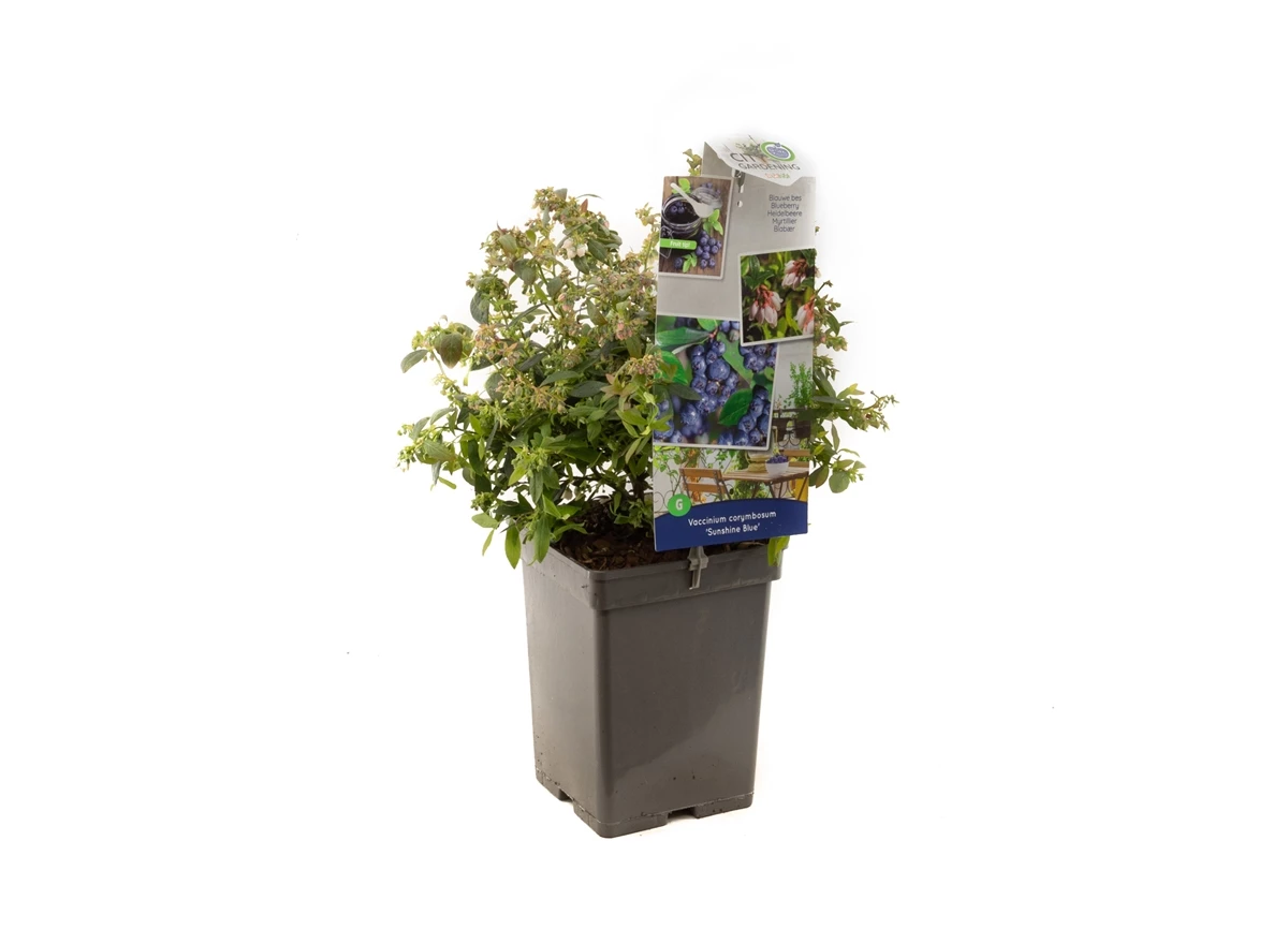 Vaccinium corymbosum Sunshine Blue.jpg