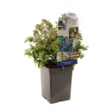 Vaccinium corymbosum Sunshine Blue.jpg