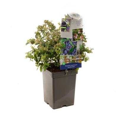 Vaccinium corymbosum Sunshine Blue.jpg