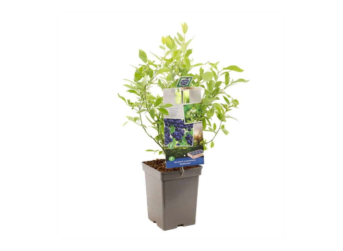 Vaccinium corymbosum Goldtraube.jpg