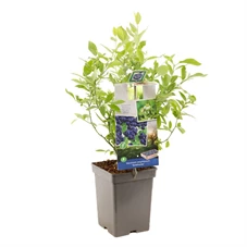 Vaccinium corymbosum Goldtraube.jpg