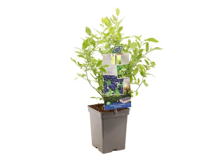 Vaccinium corymbosum Goldtraube.jpg