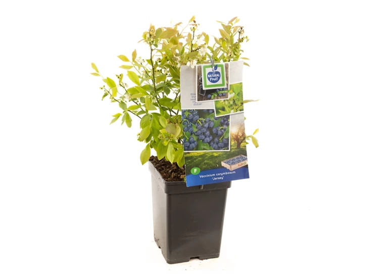 Vaccinium corymbosum Jersey.jpg