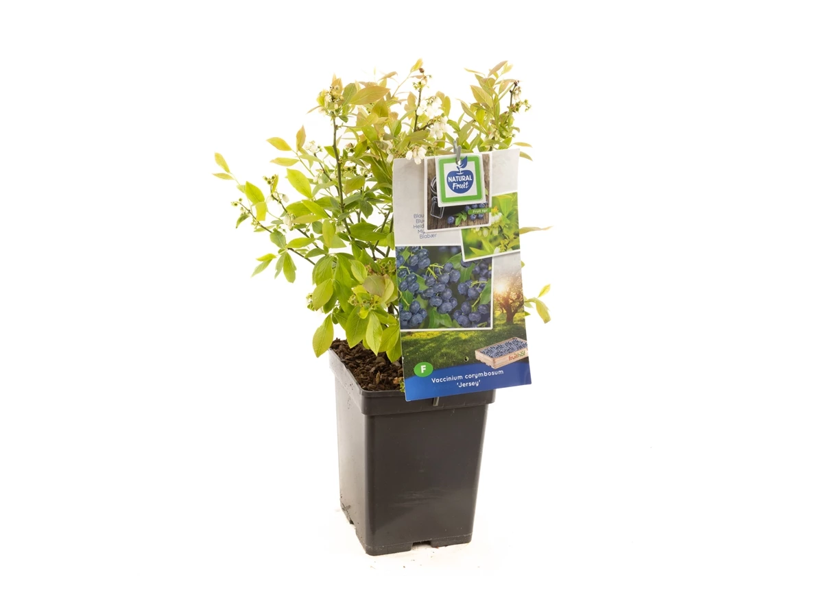 Vaccinium corymbosum Jersey.jpg
