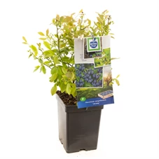 Vaccinium corymbosum Jersey.jpg