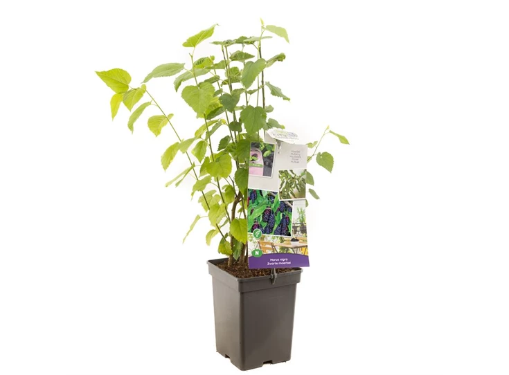 Morus nigra (moerbei) struik.jpg