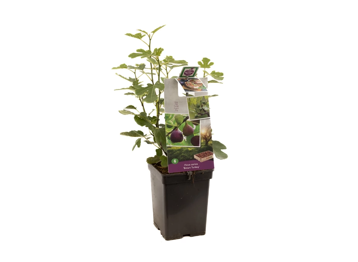 Ficus carica Brown Turkey.jpg