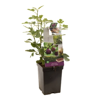 Ficus carica Brown Turkey.jpg