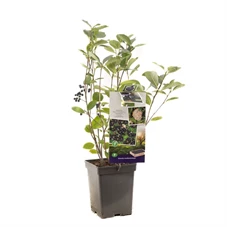 Aronia melanocarpa.jpg