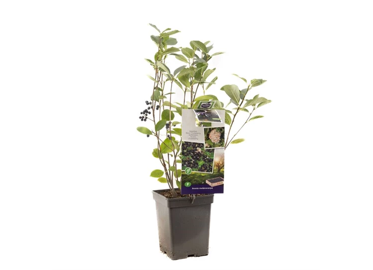 Aronia melanocarpa.jpg