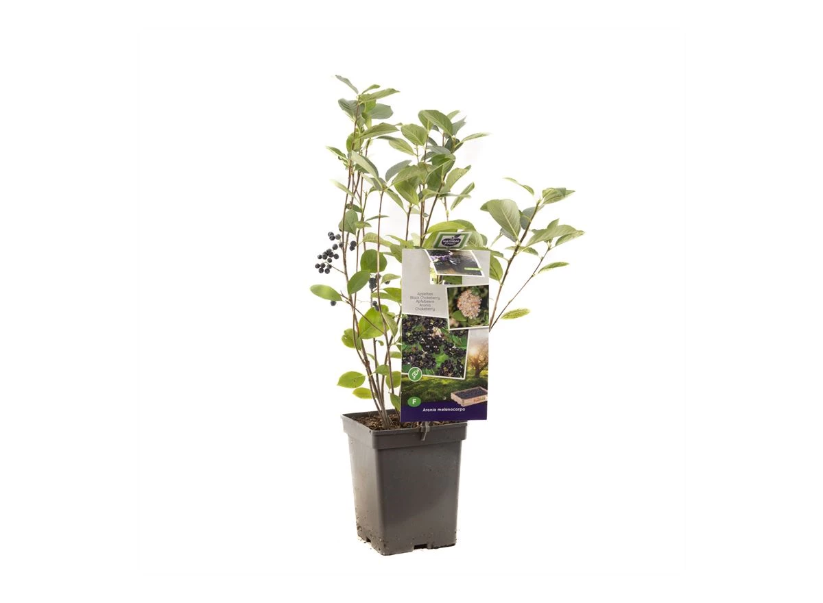 Aronia melanocarpa.jpg