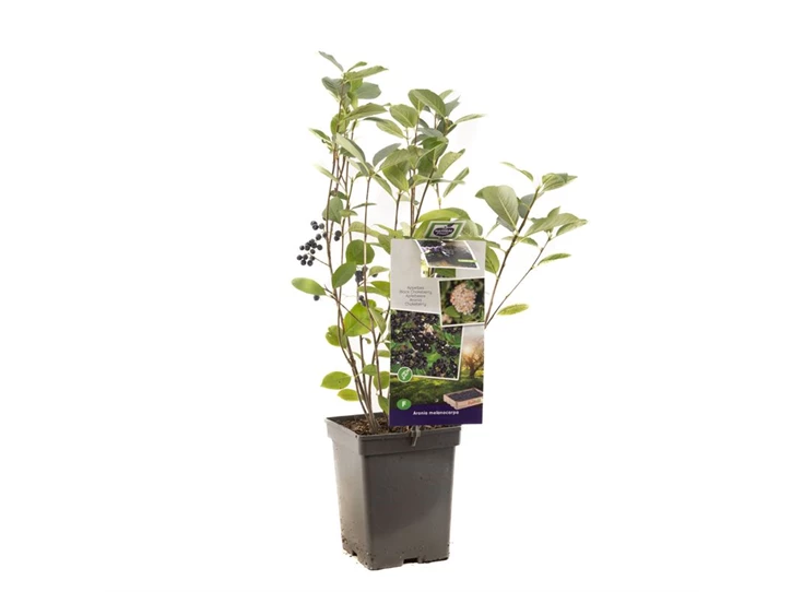 Aronia melanocarpa.jpg