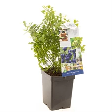 Vaccinium cor. x Vac. angust. Aino.jpg