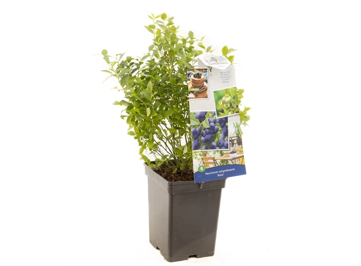 Vaccinium cor. x Vac. angust. Aino.jpg