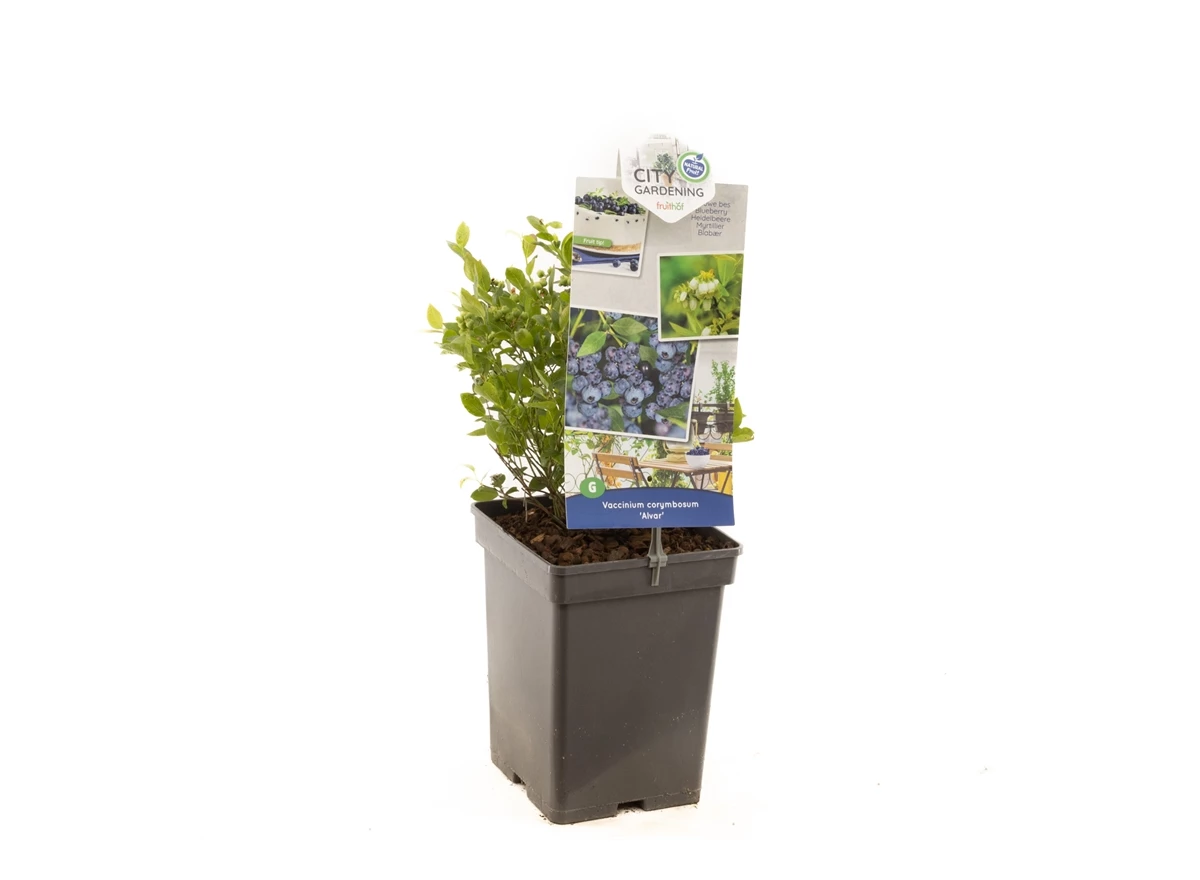 Vaccinium cor. x Vac. angust. Alvar.jpg