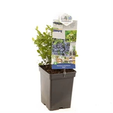 Vaccinium cor. x Vac. angust. Alvar.jpg