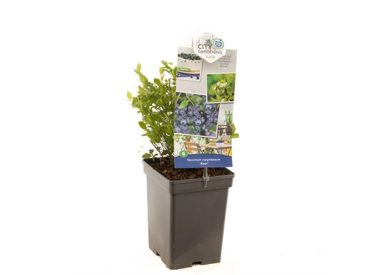 Vaccinium cor. x Vac. angust. Alvar.jpg