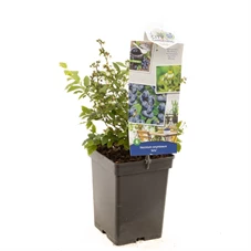 Vaccinium cor. x Vac. angust. Arto.jpg