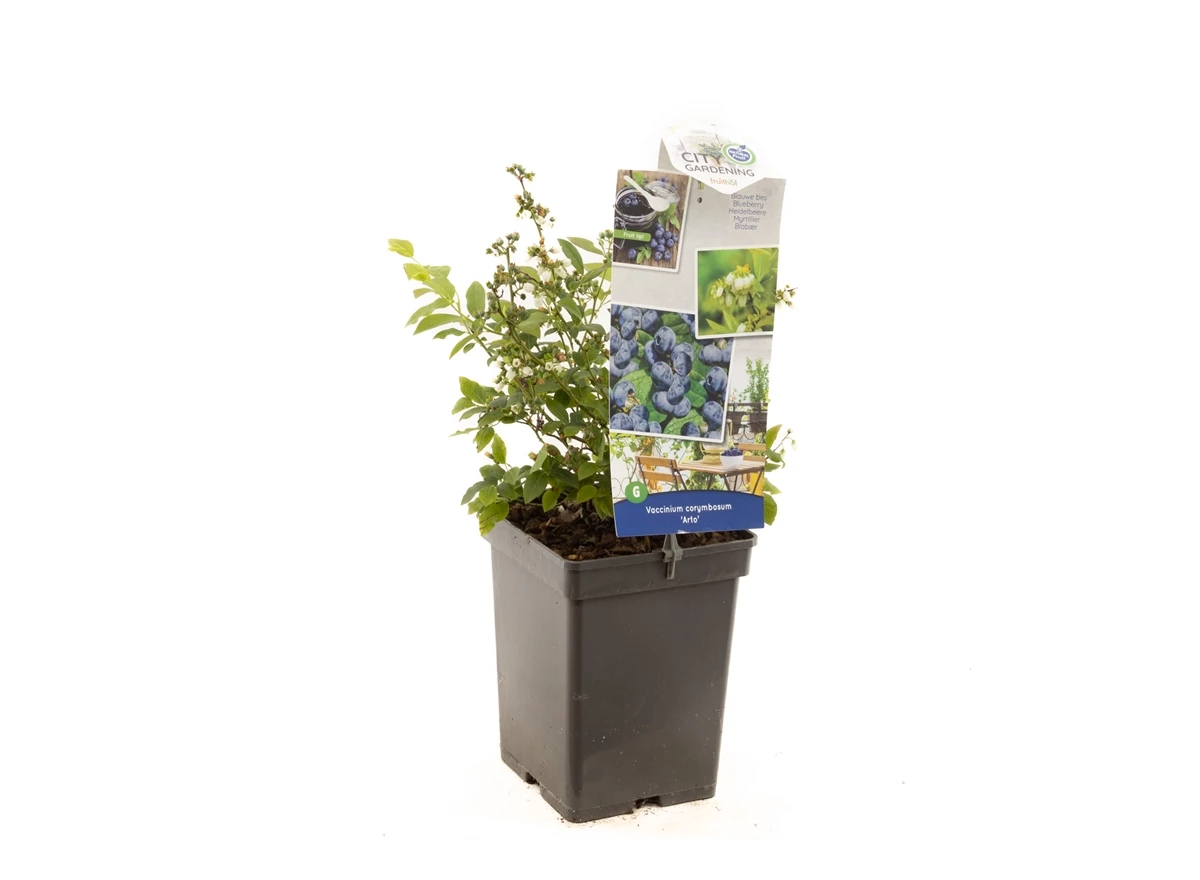 Vaccinium cor. x Vac. angust. Arto.jpg
