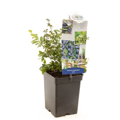 Vaccinium cor. x Vac. angust. Arto.jpg