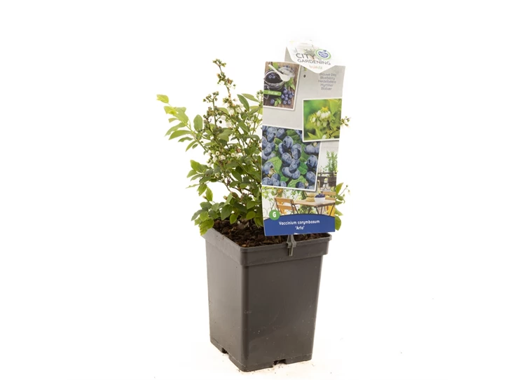 Vaccinium cor. x Vac. angust. Arto.jpg