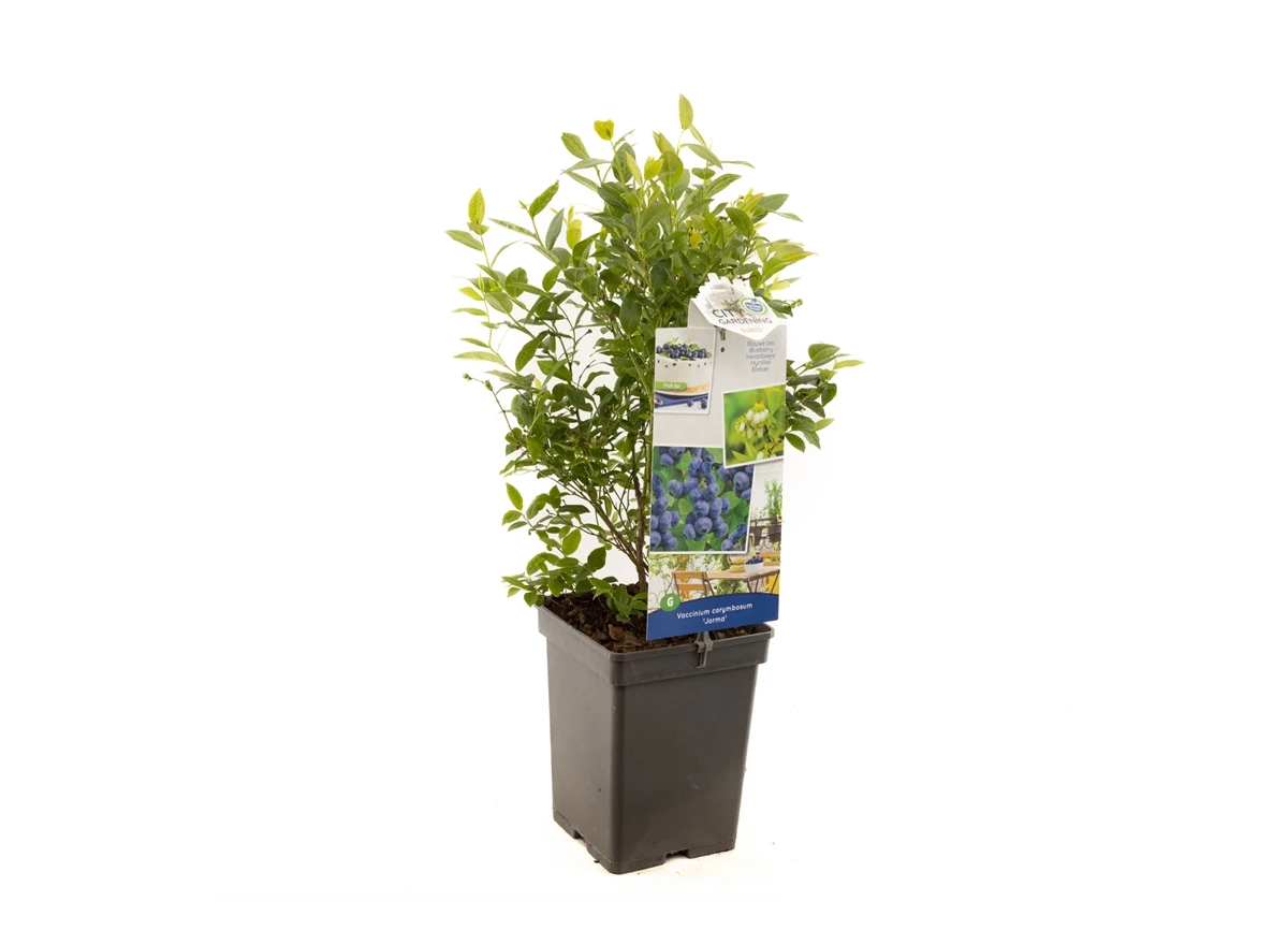 Vaccinium cor. x Vac. angust. Jorma.jpg