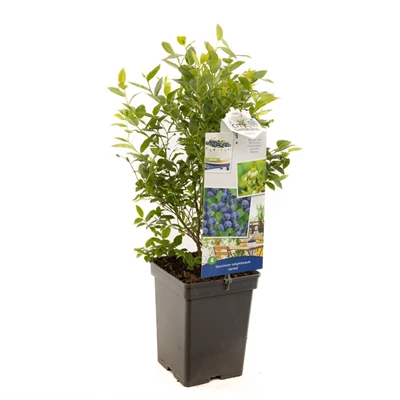 Vaccinium cor. x Vac. angust. Jorma.jpg