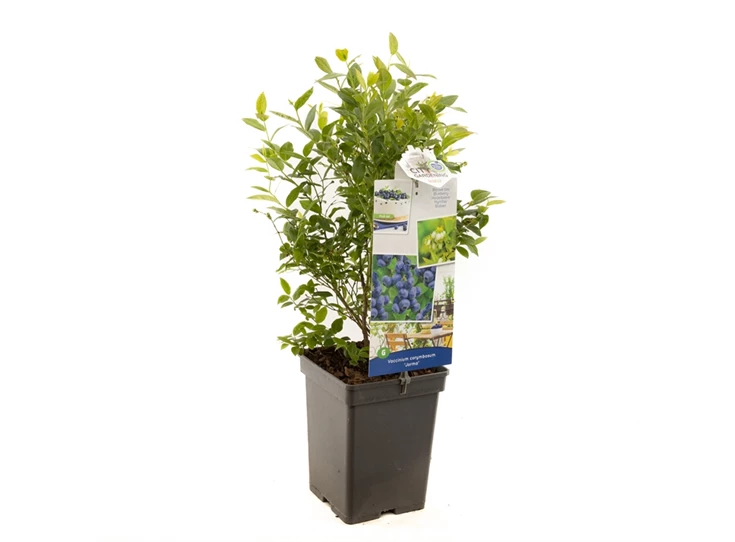 Vaccinium cor. x Vac. angust. Jorma.jpg