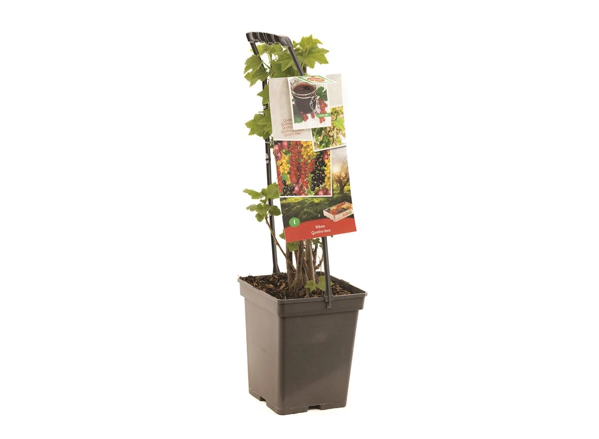 Ribes Quatro-bes - draagbeugel.jpg