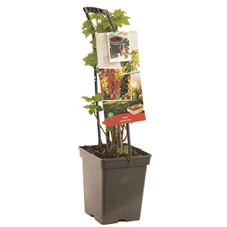 Ribes Quatro-bes - draagbeugel.jpg