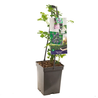 Rubus frut. Black Satin - draagbeug.jpg