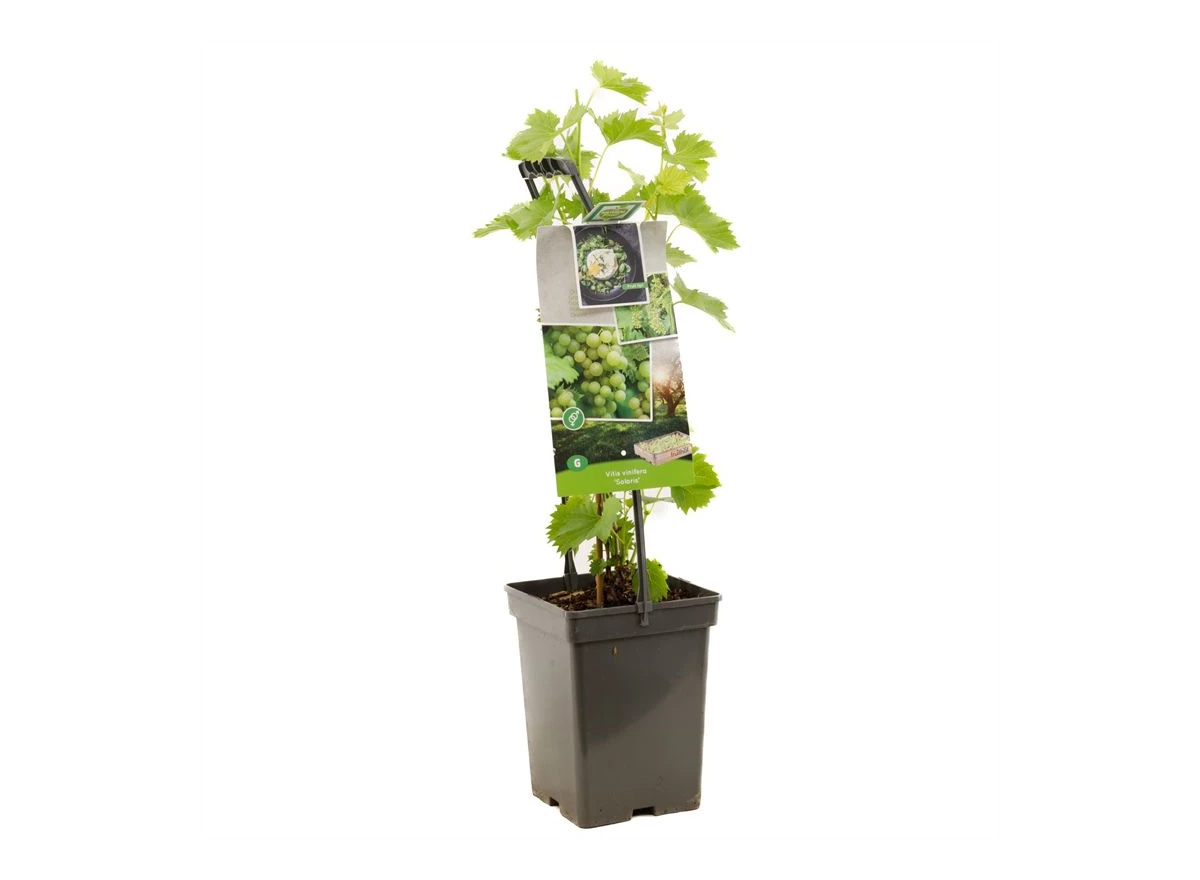 Vitis vin. Solaris - draagbeugel.jpg