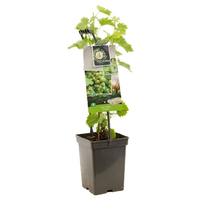 Vitis vin. Solaris - draagbeugel.jpg