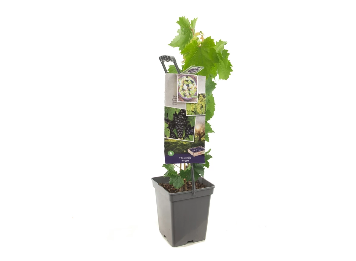 Vitis vin. Regent - draagbeugel.jpg