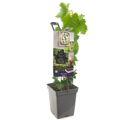 Vitis vin. Regent - draagbeugel.jpg