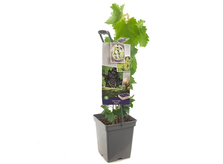 Vitis vin. Regent - draagbeugel.jpg