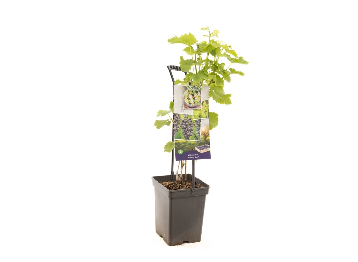 Vitis vin. Muscat Blue - draagbeuge.jpg