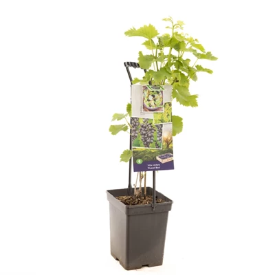 Vitis vin. Muscat Blue - draagbeuge.jpg