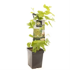 Vitis vin. Himrod - draagbeugel.jpg