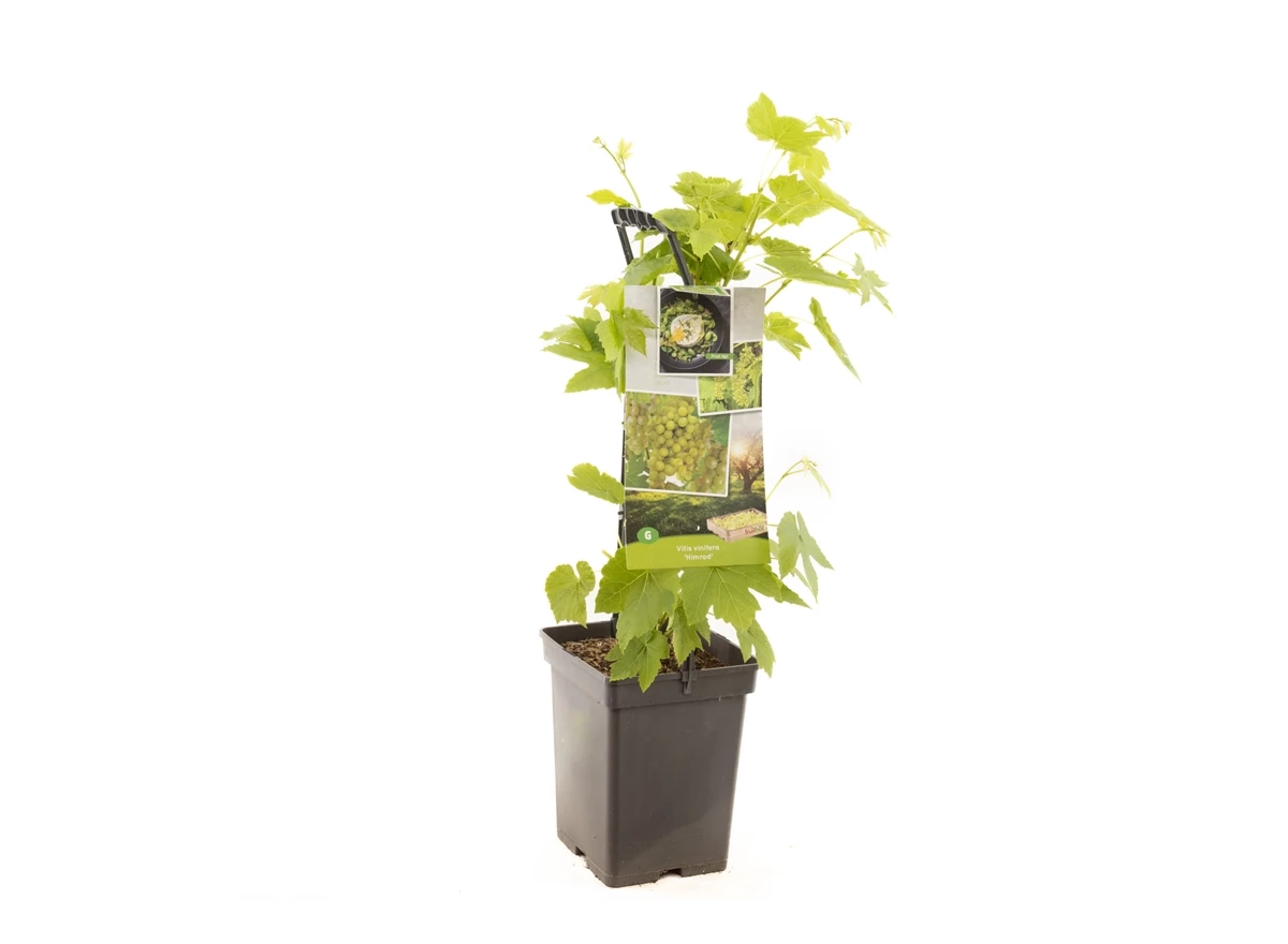 Vitis vin. Himrod - draagbeugel.jpg