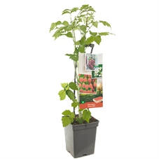 Rubus id. Autumn Bliss - draagbeuge.jpg