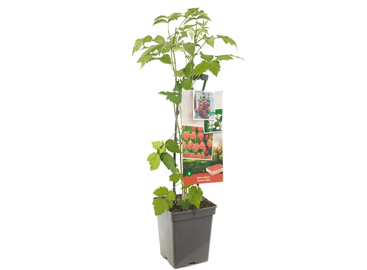 Rubus id. Autumn Bliss - draagbeuge.jpg