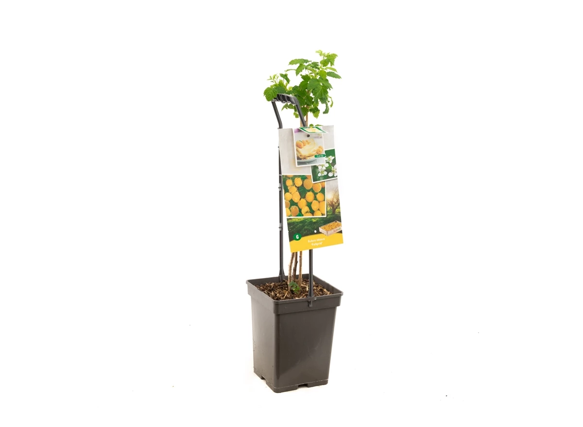 Rubus id. Fallgold - draagbeugel.jpg