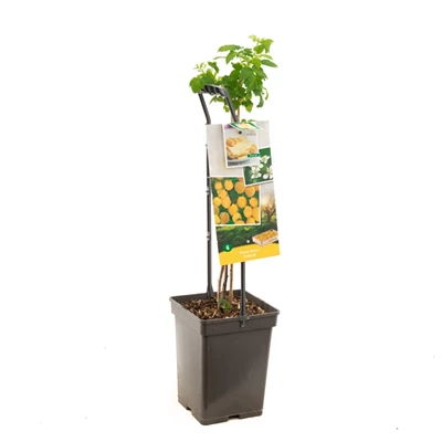 Rubus id. Fallgold - draagbeugel.jpg
