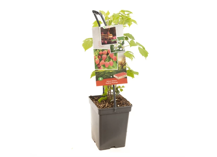 Rubus id. Malling Promise - draagbe.jpg